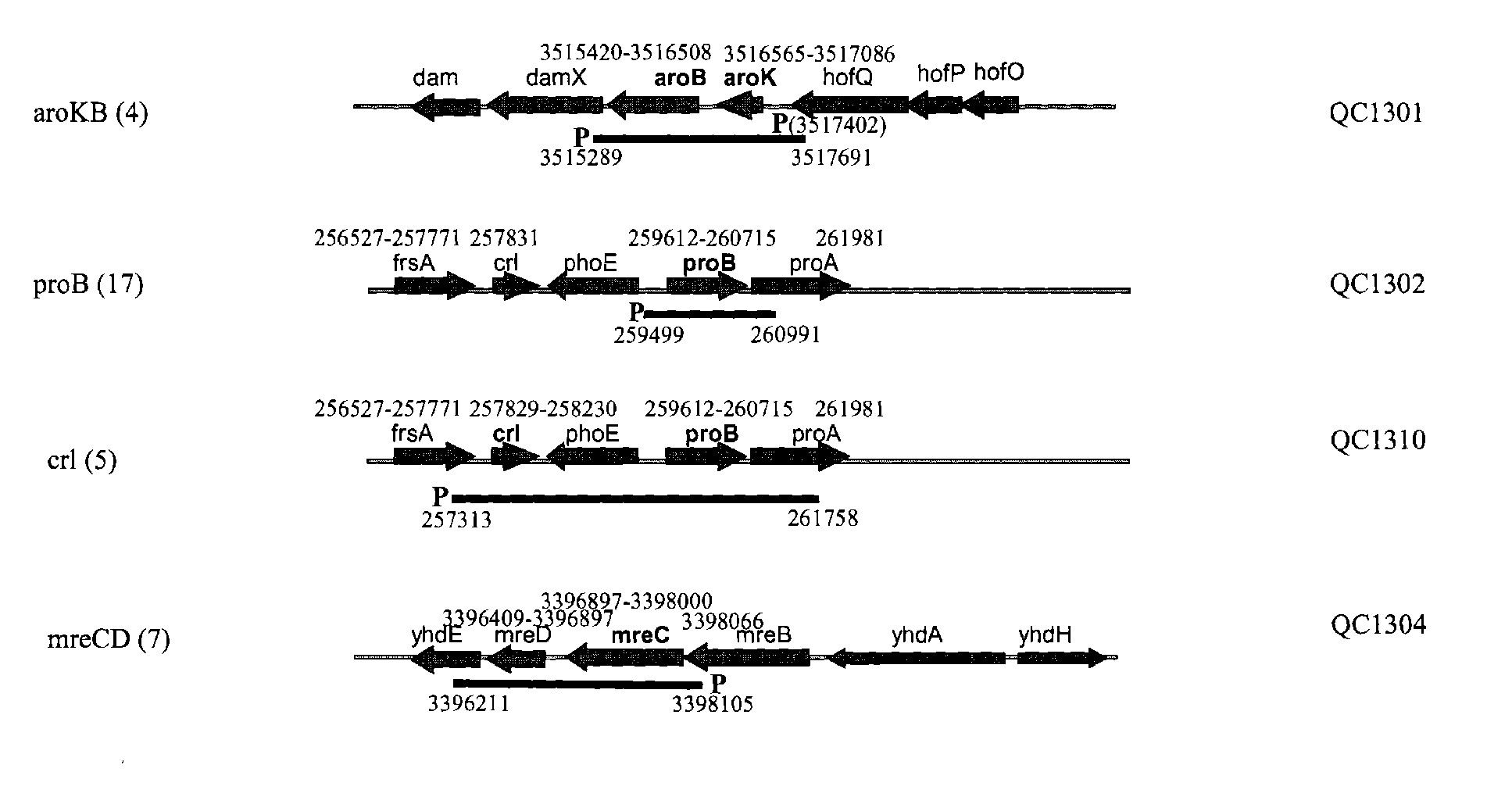 Genes that increase peptide production