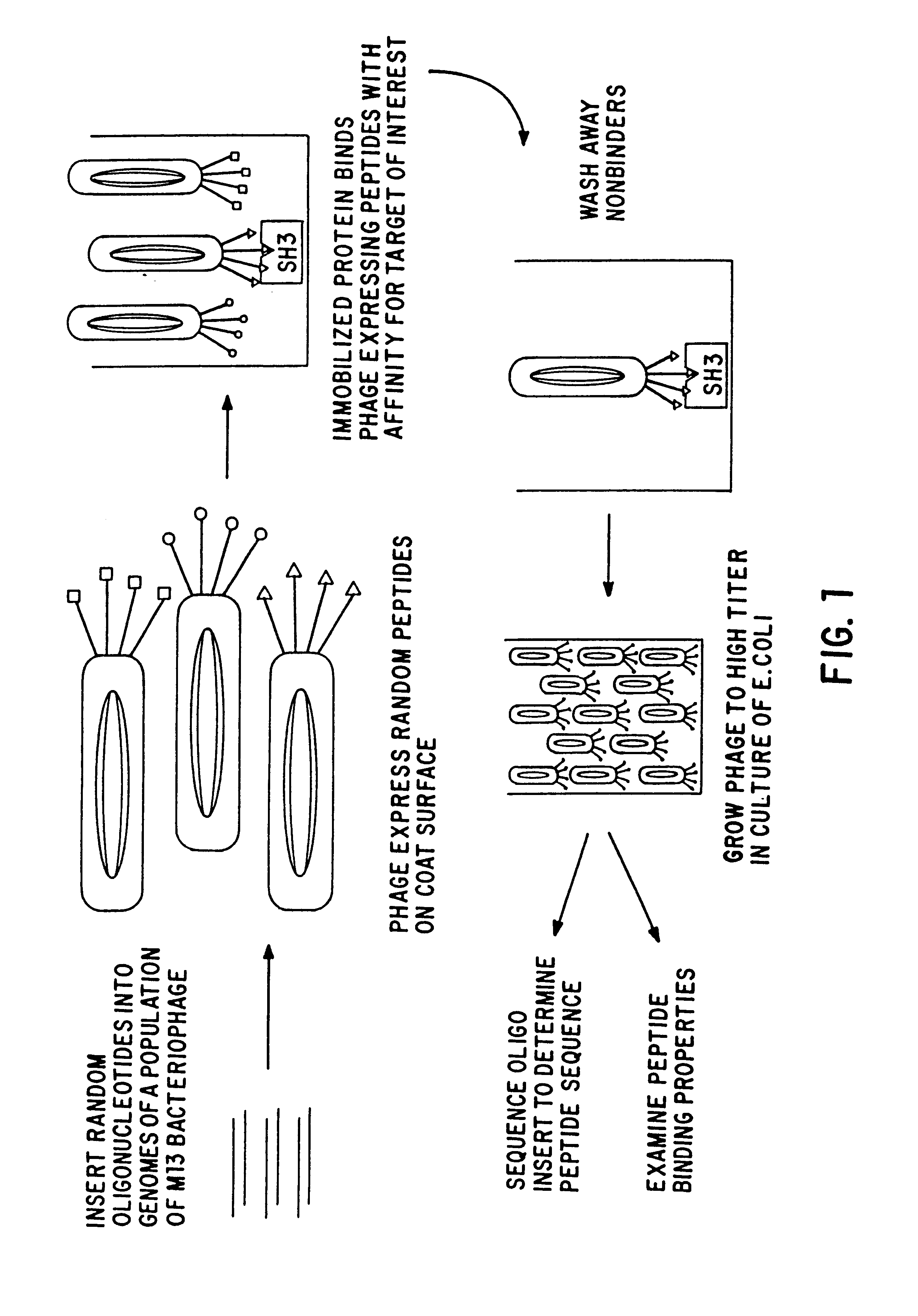 Polypeptides having a functional domain of interest and methods of identifying and using same