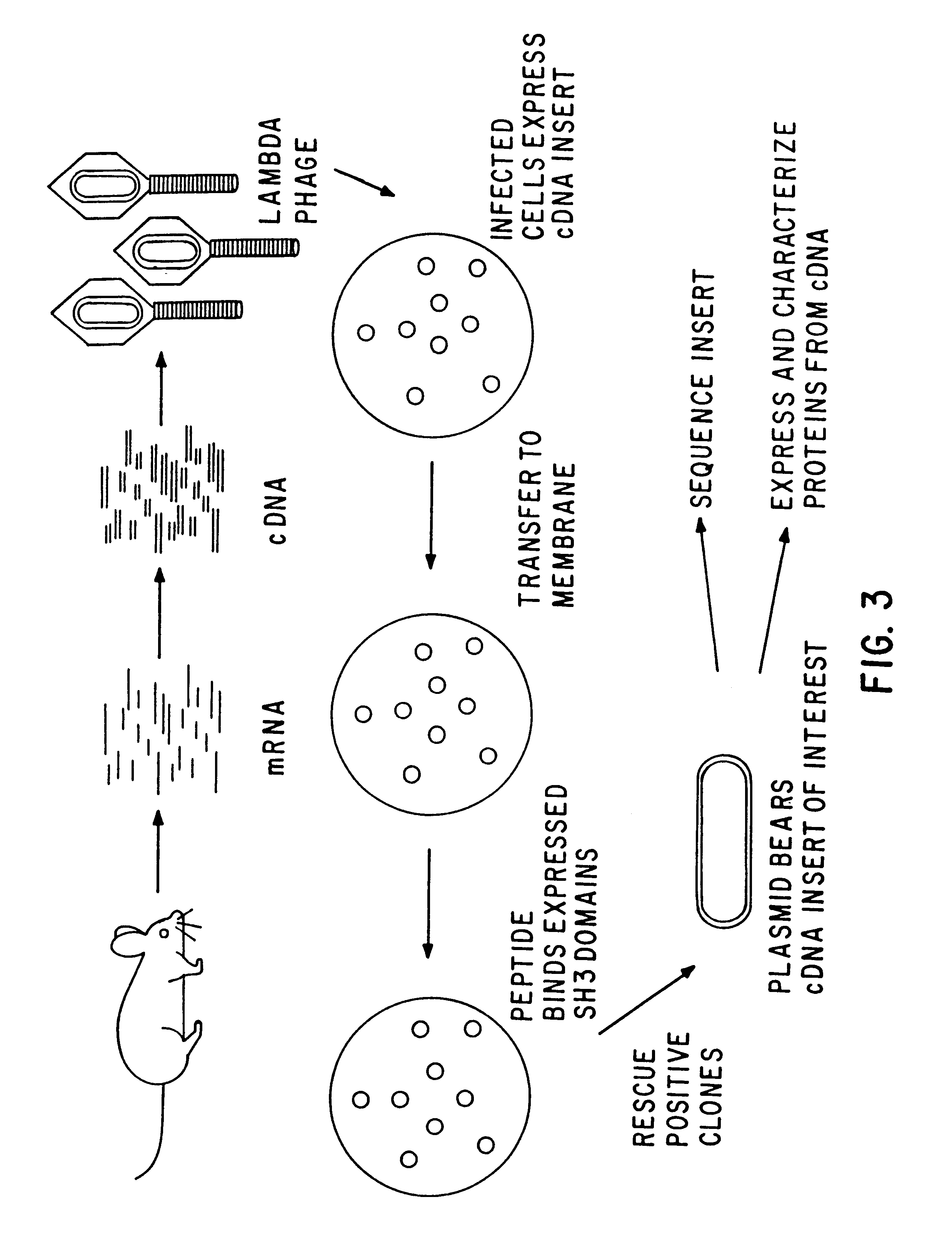 Polypeptides having a functional domain of interest and methods of identifying and using same