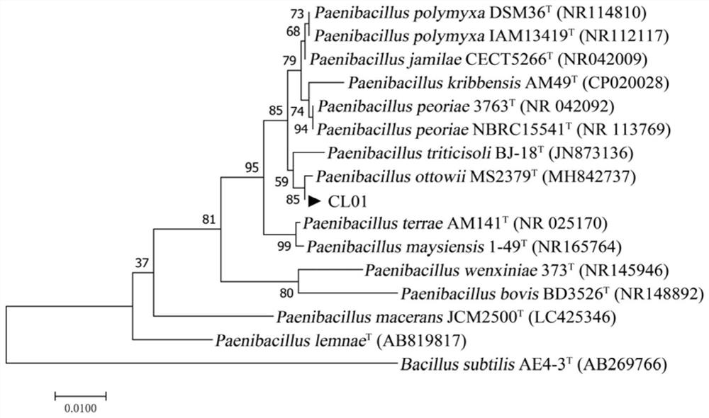 Paenibacillus sp. CL01 and application thereof