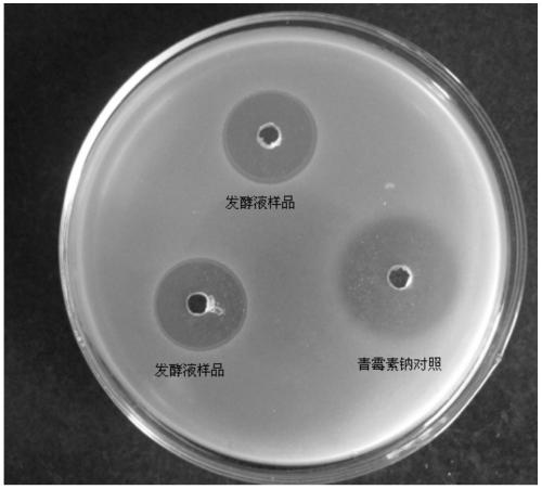 A method of using magnetic field to promote high production of antimicrobial peptides by Bacillus amyloliquefaciens