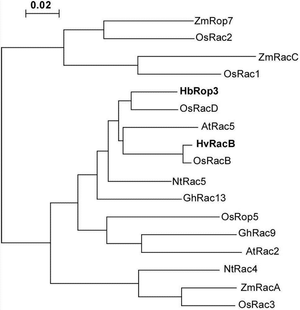 Hevea brasiliensis latex small G-protein Rop family protein and coding gene thereof