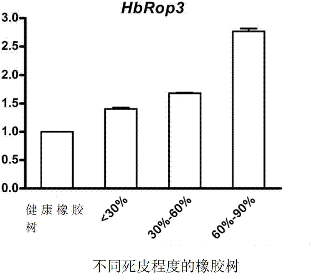 Hevea brasiliensis latex small G-protein Rop family protein and coding gene thereof