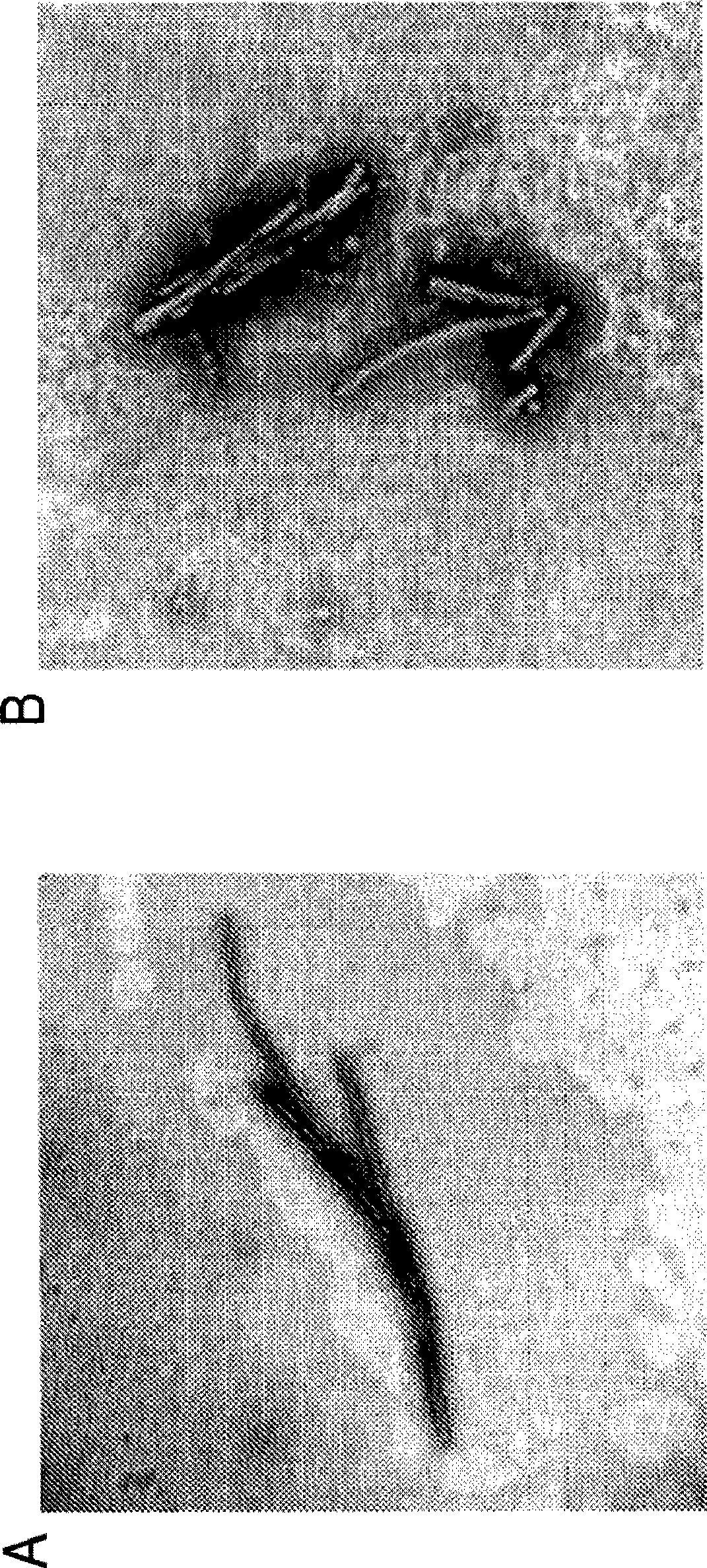 Process to produce fibrillar proteins and method of treating using fibrillar proteins