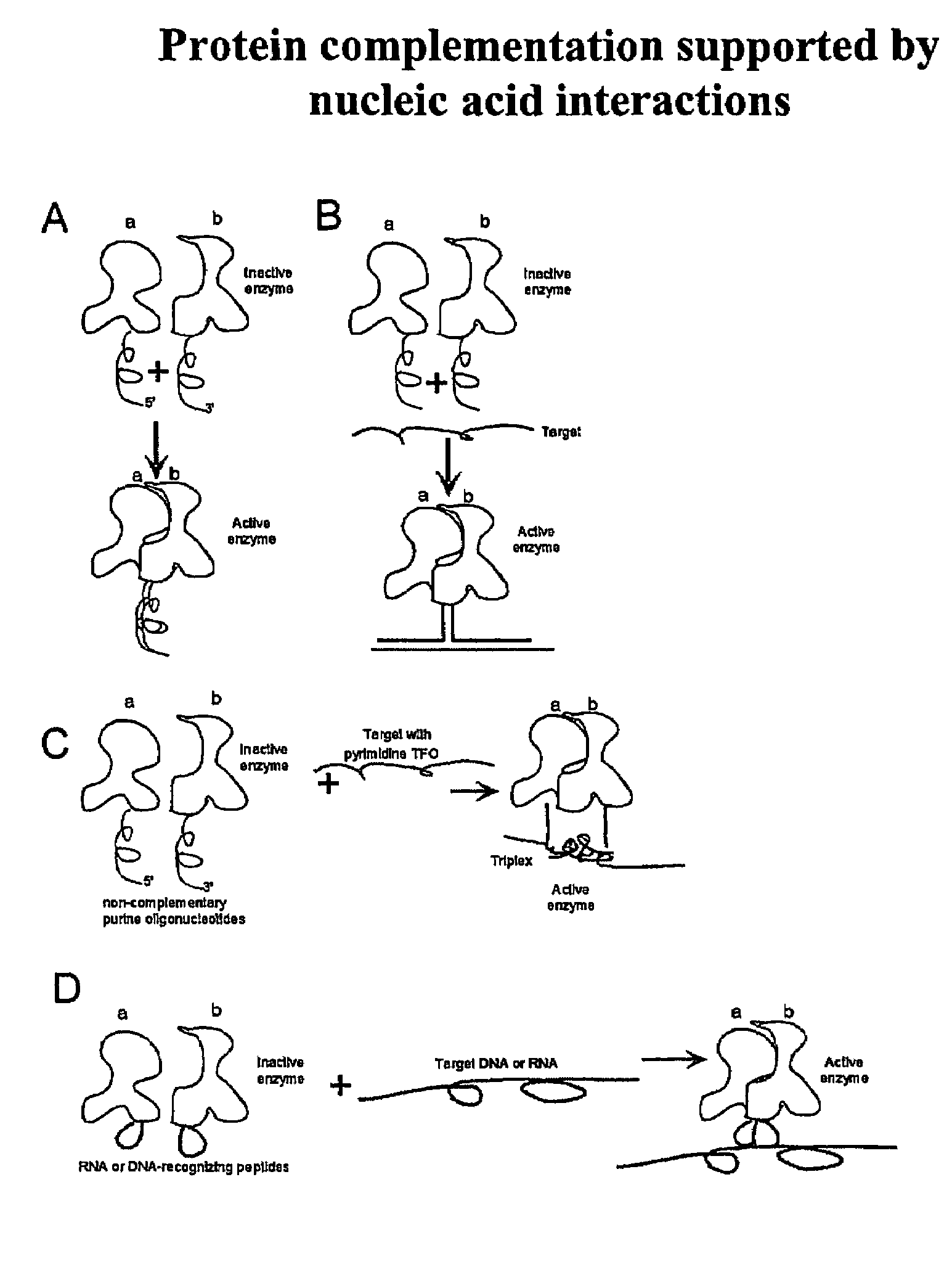 Nucleic acid supported protein complementation