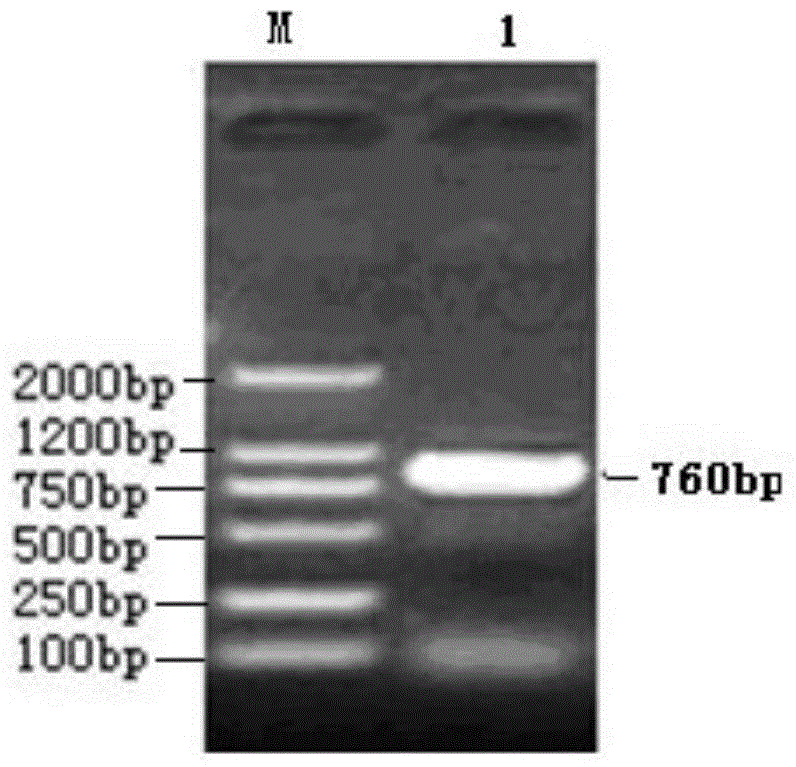 Brucella outer membrane protein antibody detection ELISA (enzyme-linked immuno sorbent assay) kit