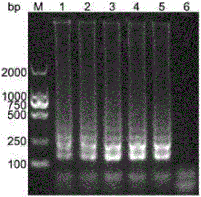 Cross primer amplification primer group for detecting haemophilus parasuis, kit and application