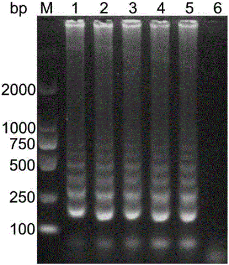 Cross primer amplification primer group for detecting haemophilus parasuis, kit and application