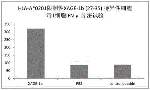 Tumor-associated antigen XAGE-1b short-peptide and application thereof