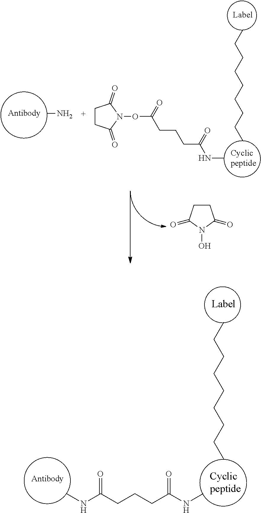 Cyclic peptide, affinity chromatography support, labeled antibody, antibody drug conjugate, and pharmaceutical preparation