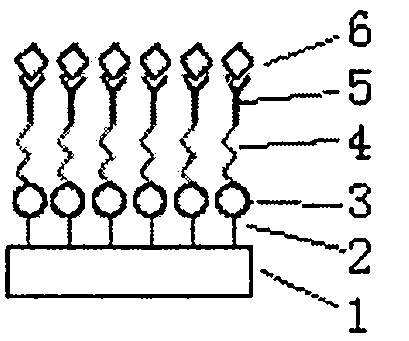 LSPR (Localized Surface Plasmon Resonance) sensing chip for detecting recombinant protein of carcinogene C-myc