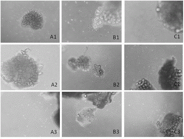 Cell in-vitro culture method for primary culture of bovine mammary epithelial cells