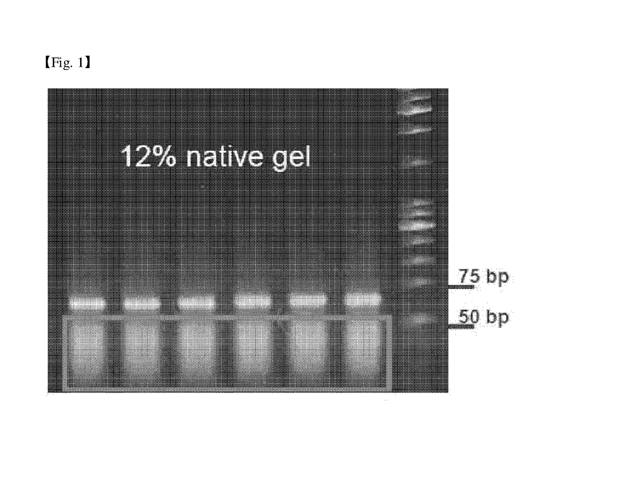 Aptamer specifically binding to L-Ascorbic acid and use of the same