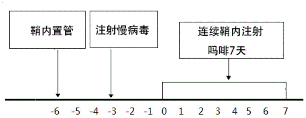 Application of endogenic non-coding small RNA miR-873