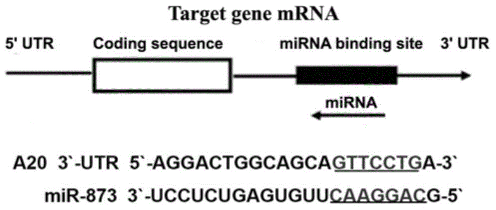 Application of endogenic non-coding small RNA miR-873