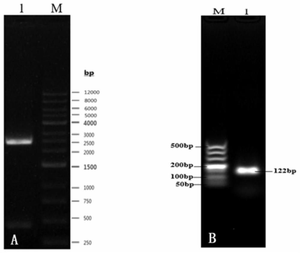 A real-time fluorescent quantitative PCR primer, probe and kit for detecting tree shrew adenovirus