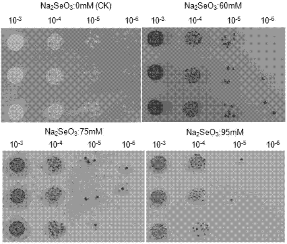 Method for preparing biological nanoselenium by using Rahnella aquatilis