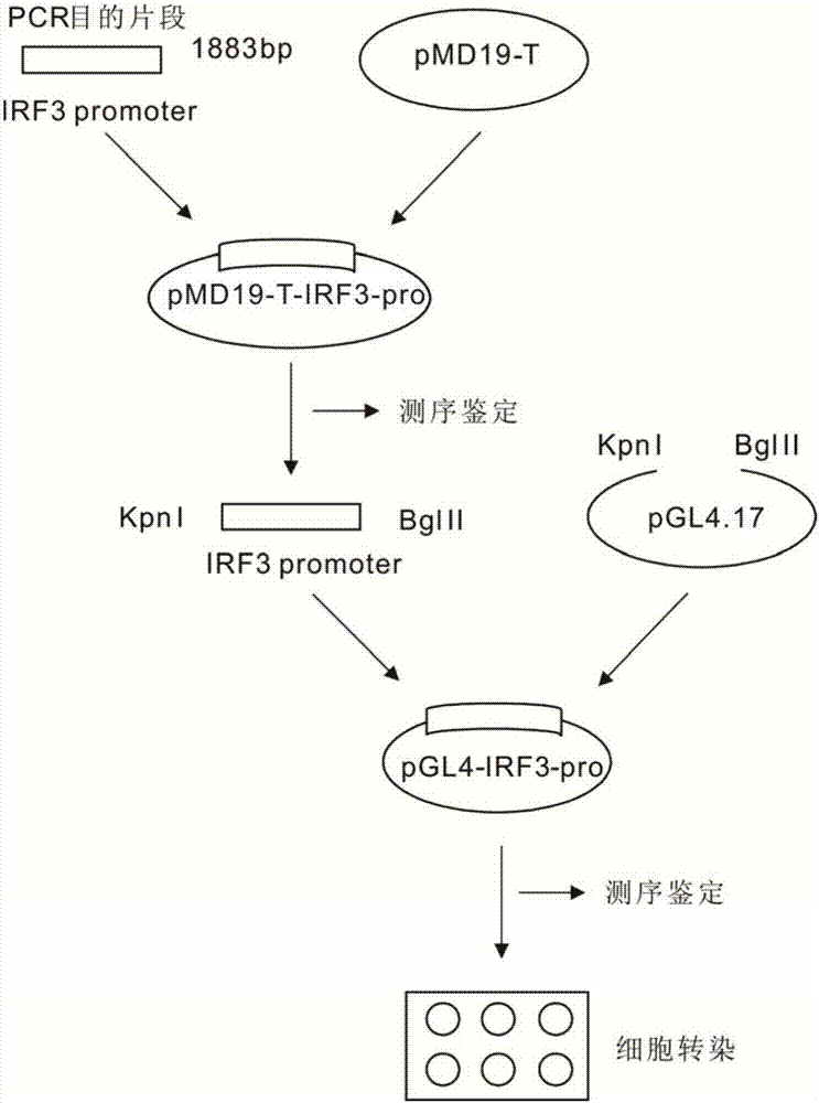 Larimichthys crocea interferon regulatory factor IRF3 starter, nucleic acid builder, cell and preparing method and application of larimichthys crocea interferon regulatory factor IRF3 starter