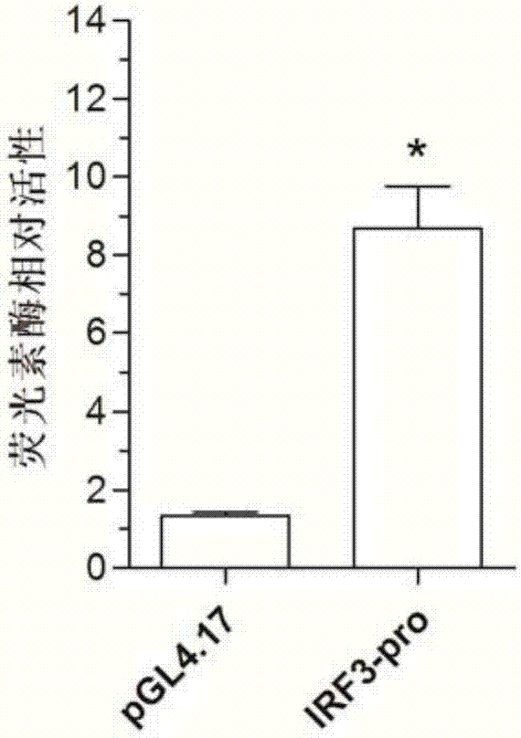 Larimichthys crocea interferon regulatory factor IRF3 starter, nucleic acid builder, cell and preparing method and application of larimichthys crocea interferon regulatory factor IRF3 starter