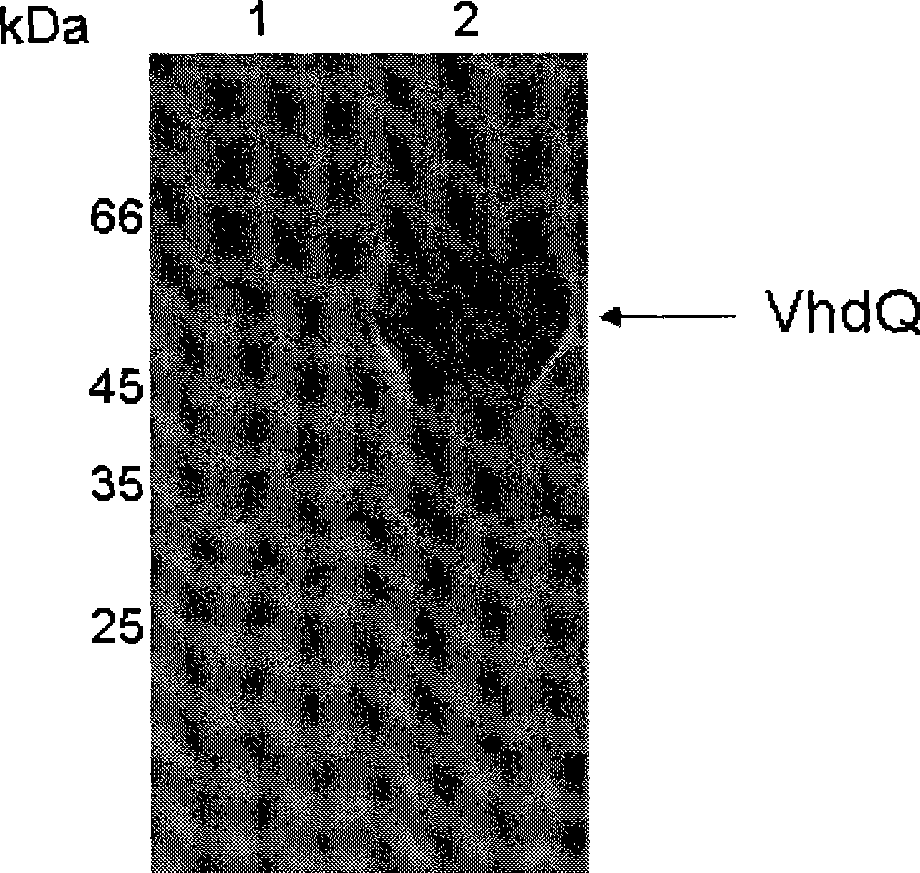 Intersecting protective vaccine antigen, preparation method and application thereof