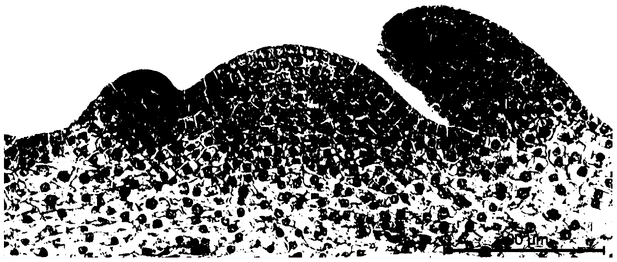 Production method of paraffin section for observing flower bud differentiation process