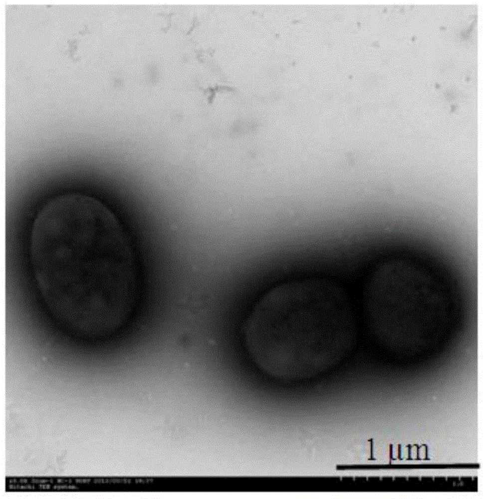 Facultative anaerobic paracoccus arsenic oxydans and application thereof