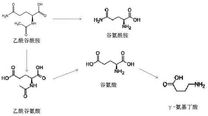 Aceglutamide metabolite identification and detection method