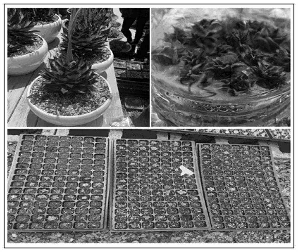 Tissue culture and propagation method for crassulaceae echeveria agavoides succulent plants