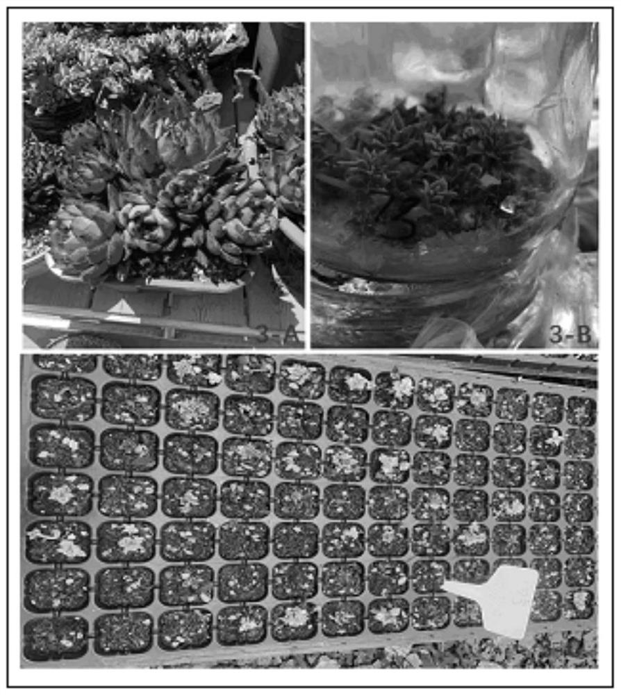 Tissue culture and propagation method for crassulaceae echeveria agavoides succulent plants