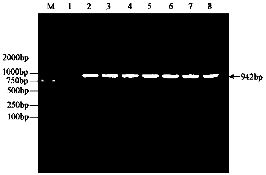 Rice salt stress related gene sidp364 and its encoded protein and application