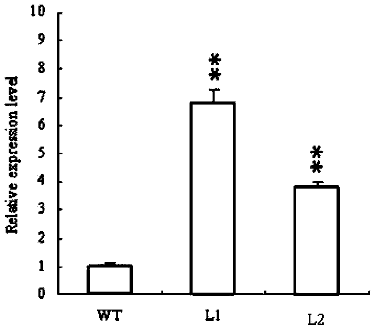 Rice salt stress related gene sidp364 and its encoded protein and application