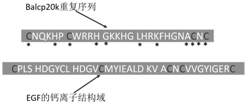 Barnacle glue protein 20K derived polypeptide with self-assembly characteristic and biomineralization function as well as preparation method and application of barnacle glue protein 20K derived polypeptide