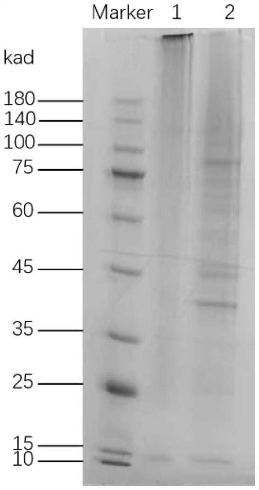 Barnacle glue protein 20K derived polypeptide with self-assembly characteristic and biomineralization function as well as preparation method and application of barnacle glue protein 20K derived polypeptide