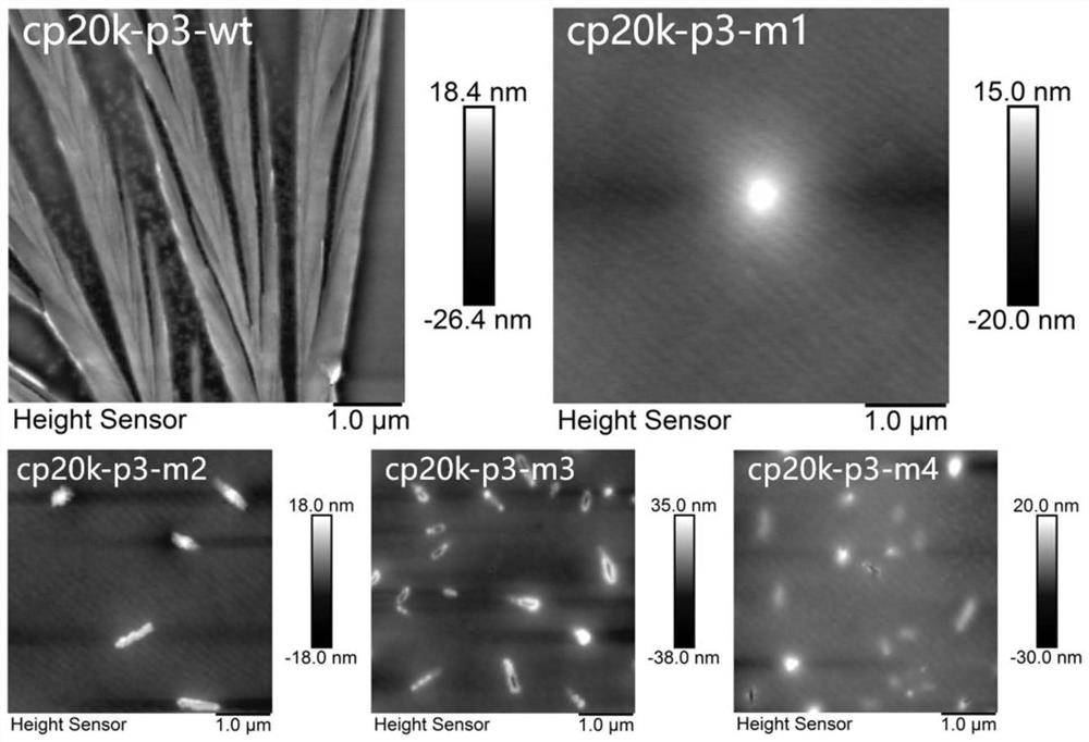 Barnacle glue protein 20K derived polypeptide with self-assembly characteristic and biomineralization function as well as preparation method and application of barnacle glue protein 20K derived polypeptide