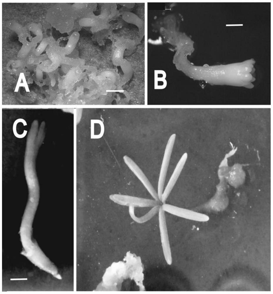 Propagation method for pseudotsuga sinensis dode plant through somatic embryogenesis