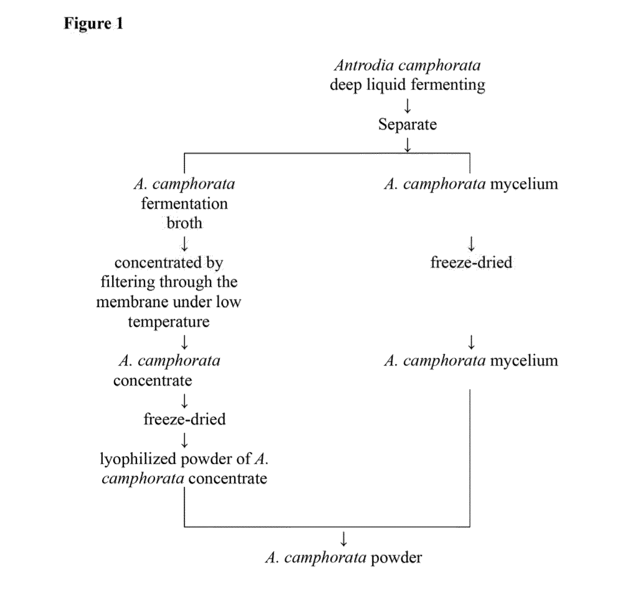 Method for treating a cancer caused by cancer stem cells