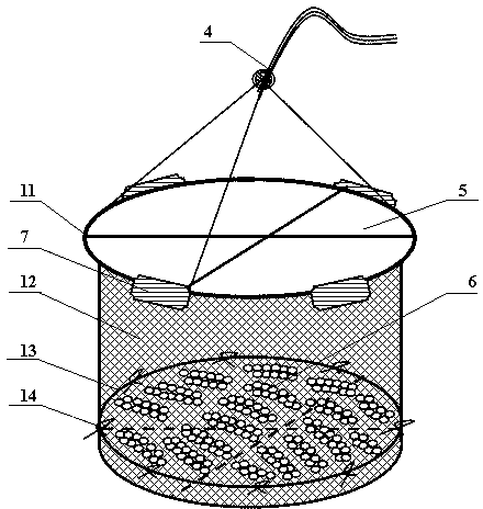 Method and special device for hatching and preferring sepiella maindroni oosperms