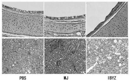Cell adaptation strain MJ of QX type IBV (Infectious Bronchitis Virus) and application of cell adaptation strain MJ