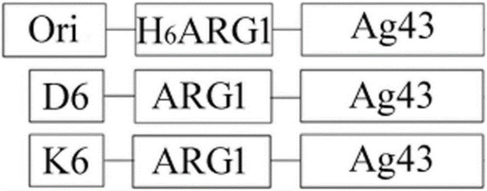 Method for displaying human arginase1 on surfaces of escherichia coli