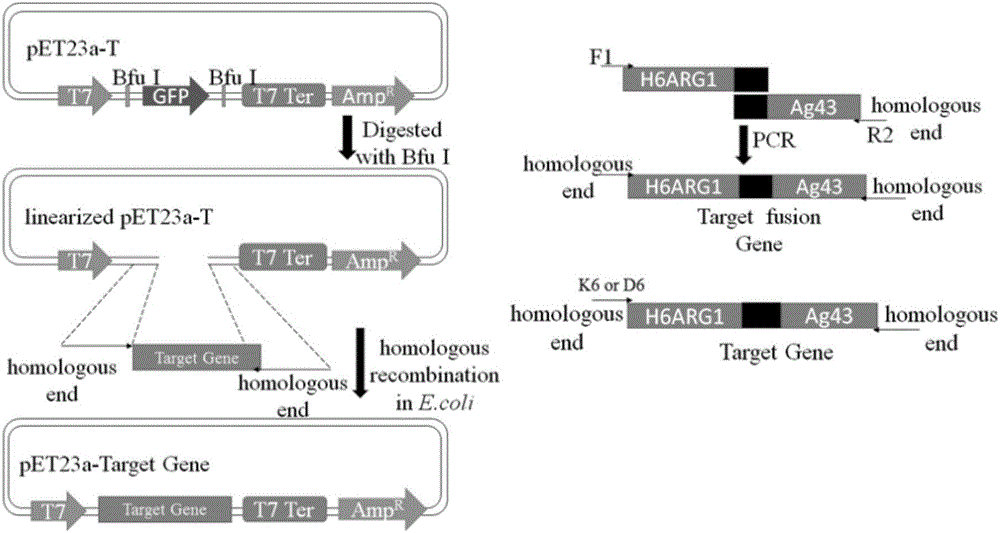 Method for displaying human arginase1 on surfaces of escherichia coli