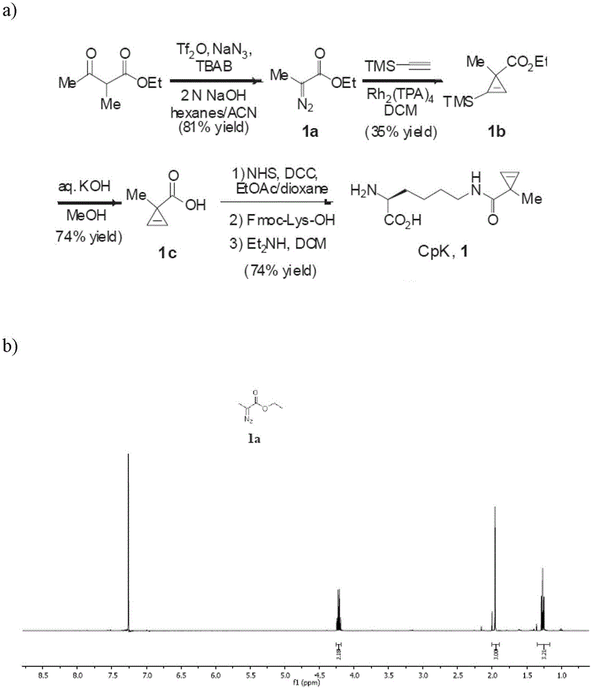 nε-(1-methylcycloprop-2-enamide)-lysine translation system and its application