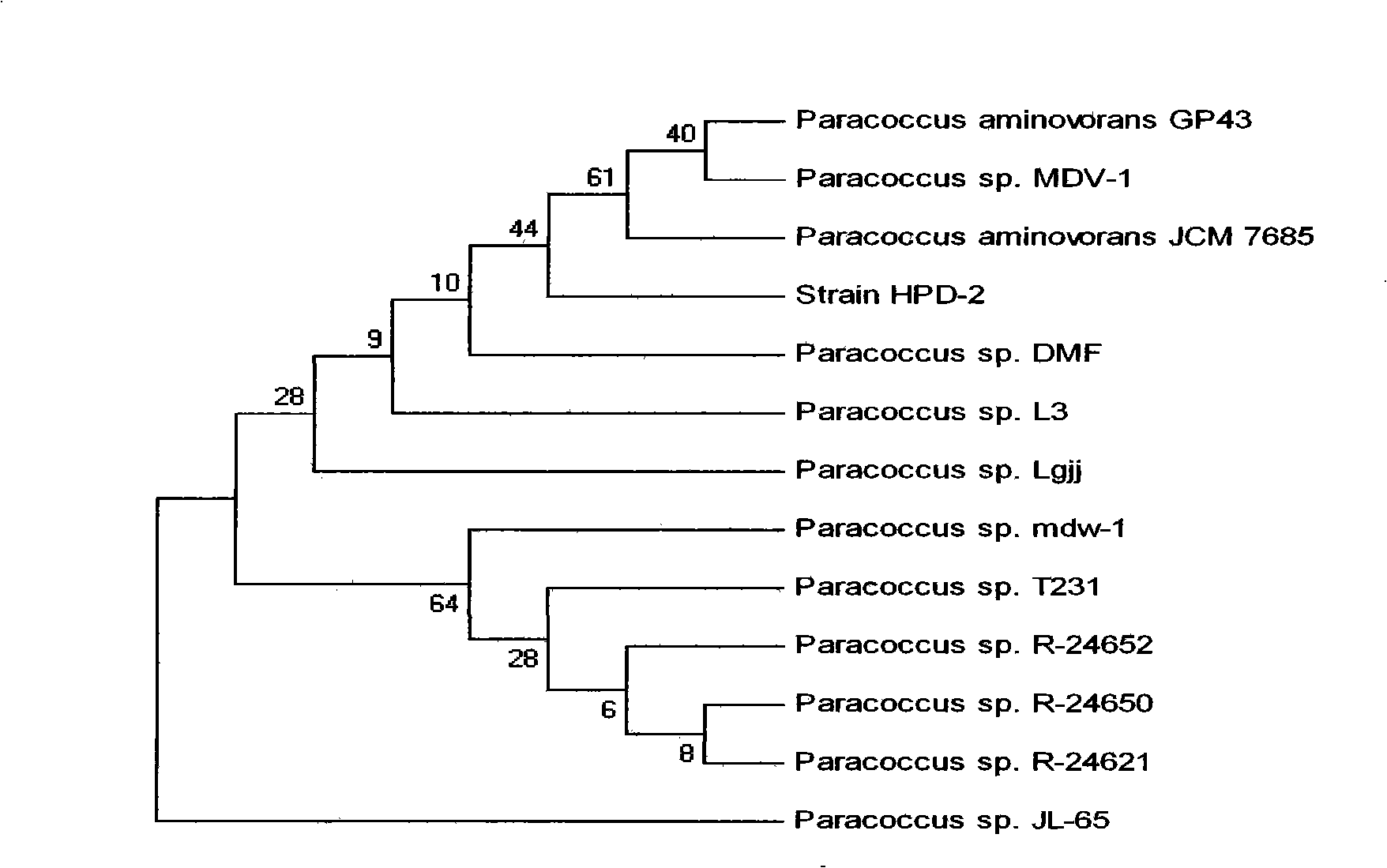Paracoccus aminovorans HPD-2 and use thereof in soil remediation