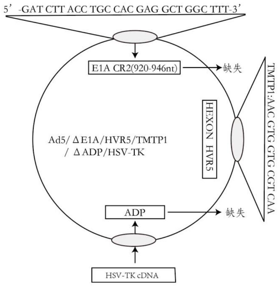Oncolytic adenovirus recombinant carrying TMTP1 and HSV-TK as well as construction method and application of oncolytic adenovirus recombinant