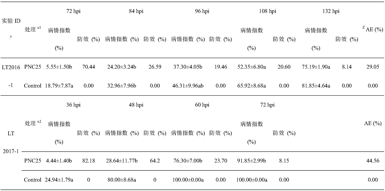 Biocontrol strain PNC25 for preventing and controlling litchi downy blight diseases and application of biocontrol strain PNC25