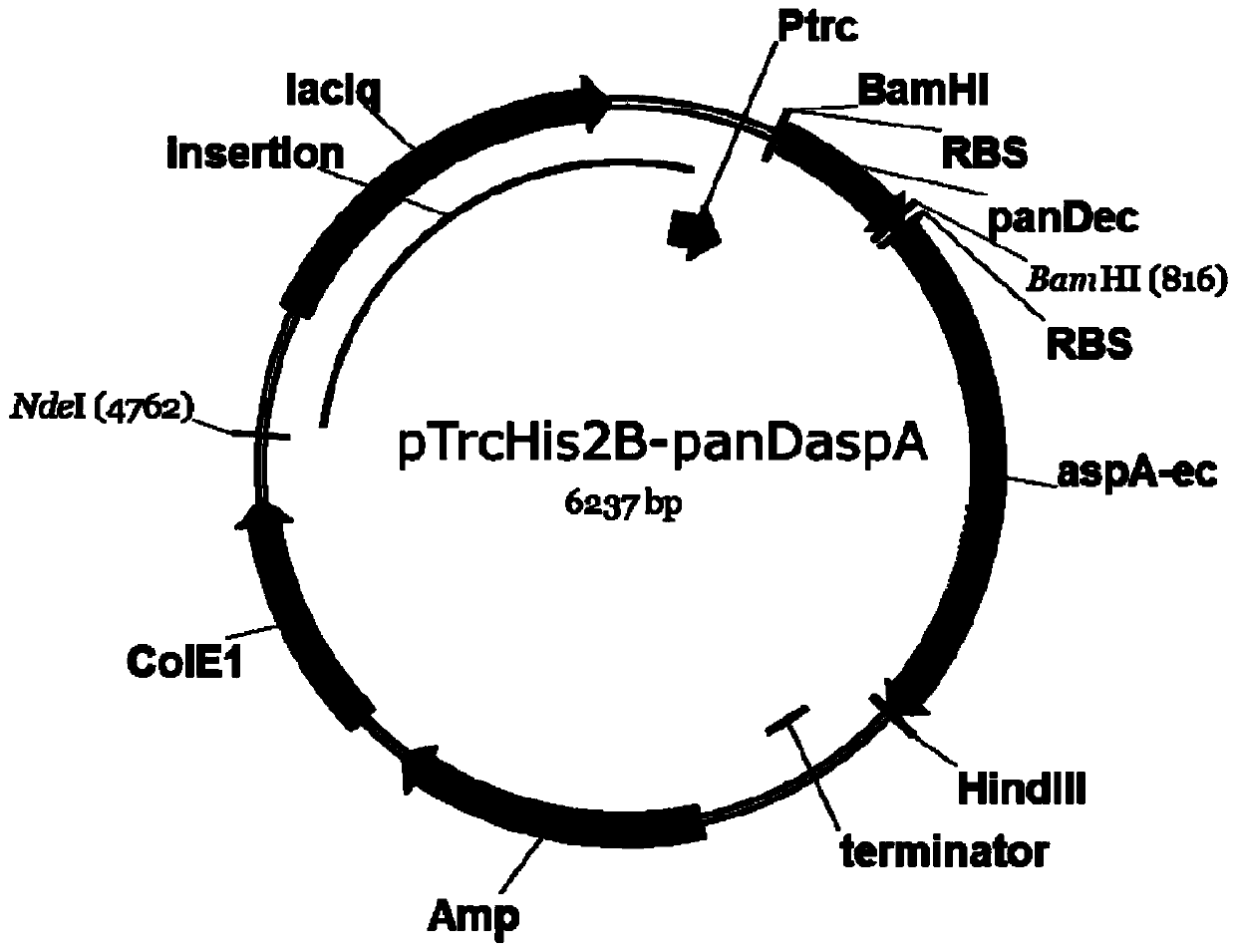 A kind of method of producing 3-aminoisobutyric acid