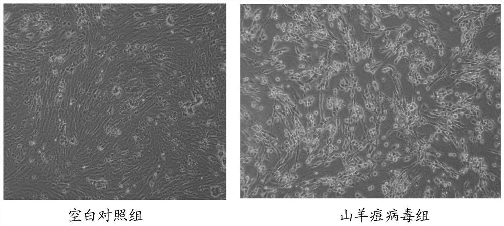 Quantitative detection method of goat pox virus