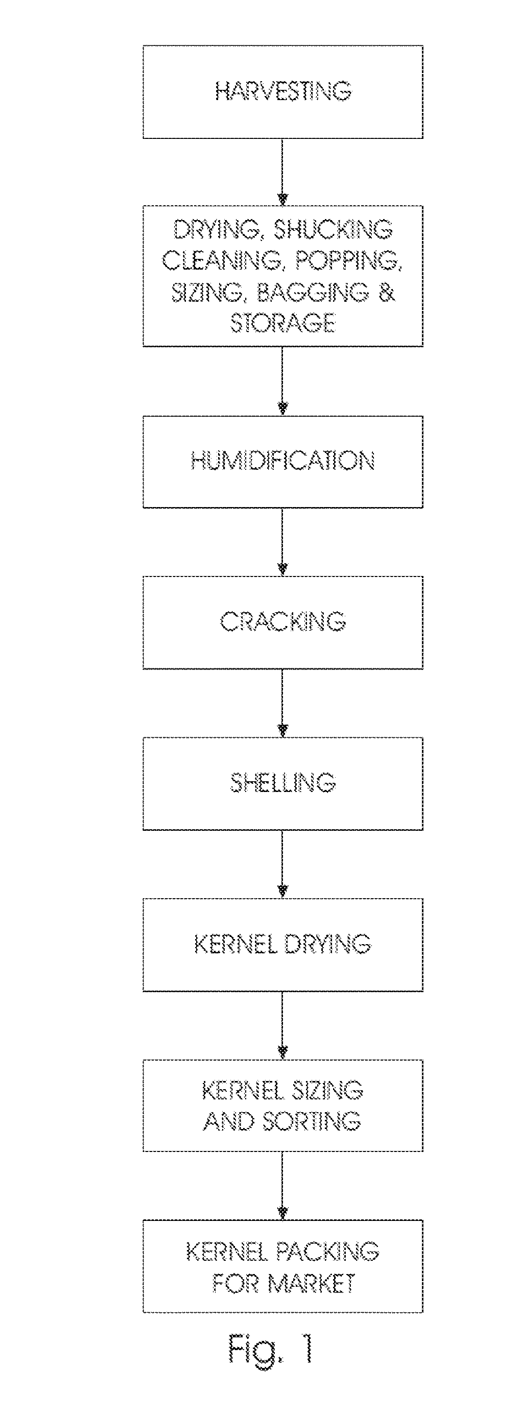Apparatus and method for cracking stone fruit nuts