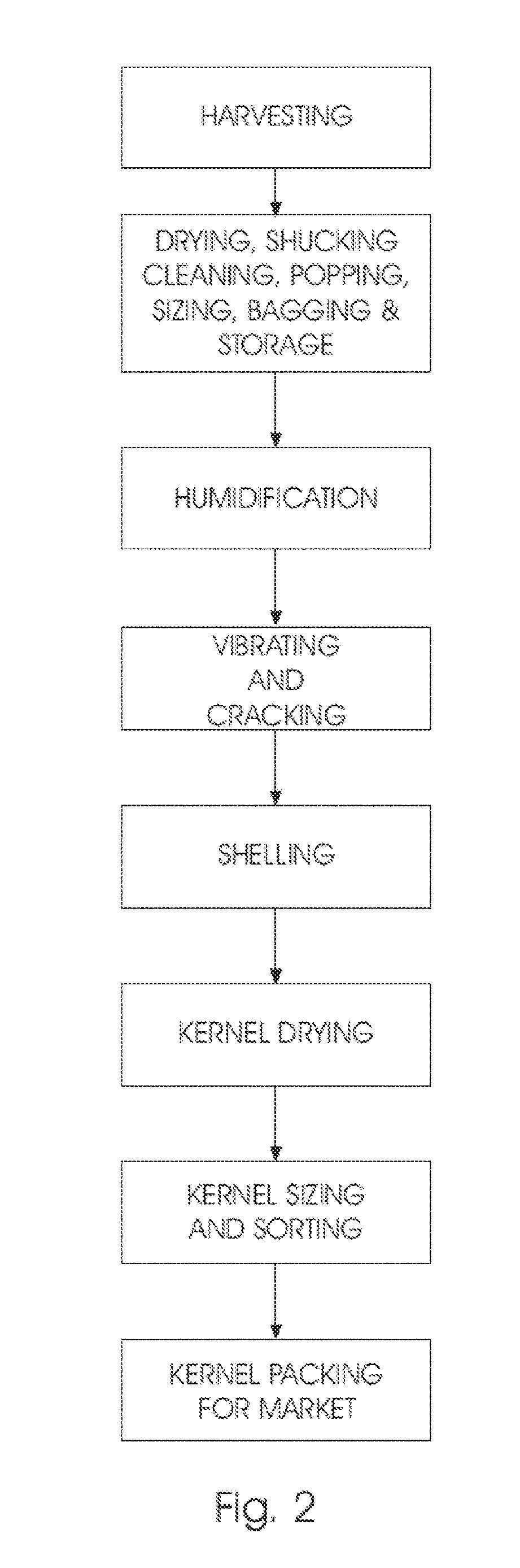 Apparatus and method for cracking stone fruit nuts