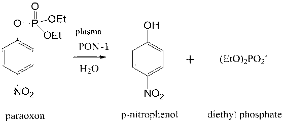 PON-1 (paraoxonase-1) active detecting reagent kit and detecting method thereof