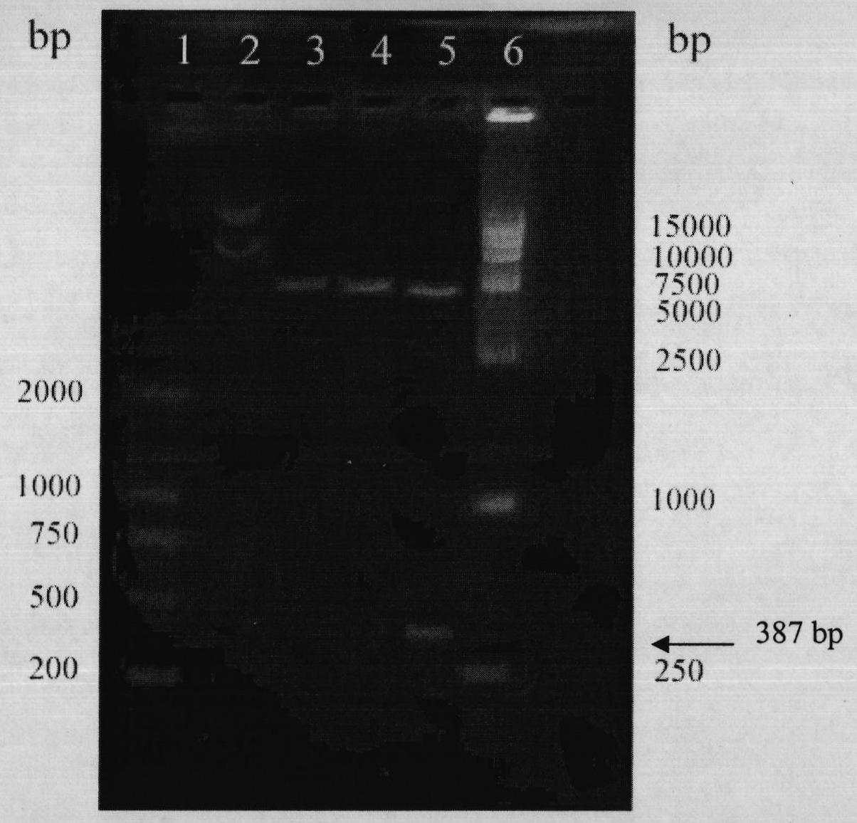 Cell-penetrating peptide (Arg) 9 and lidamycin fusion protein (Arg) 9-LDP